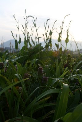 _MG_3809.jpg