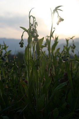 _MG_3817.jpg