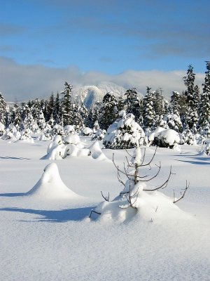 Snow Covered Muskeg