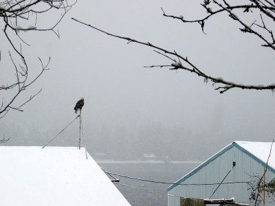Bald Eagle atop PFI