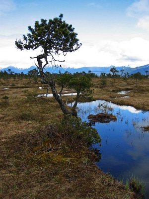 Muskeg