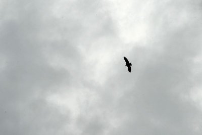 An eagle makes an appearance
