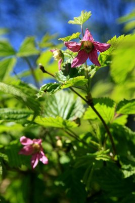 More Salmonberry Blossoms