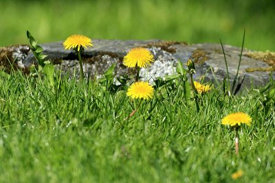 Dandelions