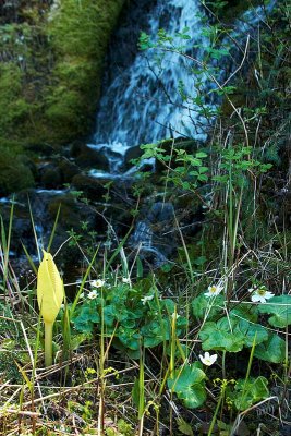 More skunk cabbage and white marsh marigolds