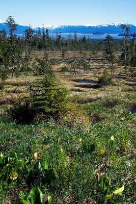 Muskeg, Frederick Sound, mainland