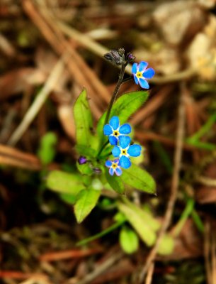 Forget-Me-Not (AK State Flower)