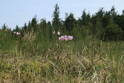 Bog Laurel