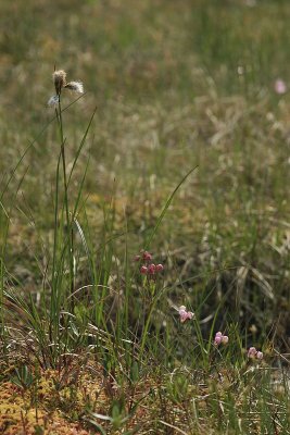 Cottongrass, Bog Laurel, Bog Rosemary