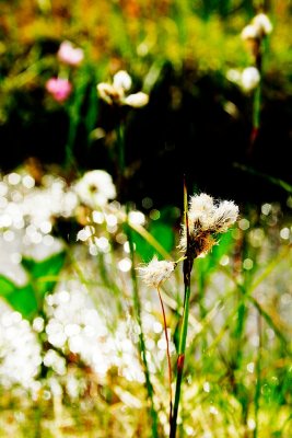 Cottongrass