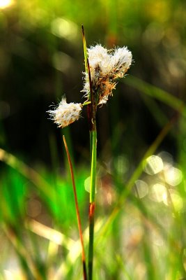 Petersburg Alaska - More Muskeg in Bloom