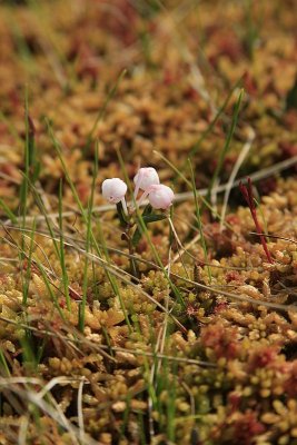 Bog Rosemary