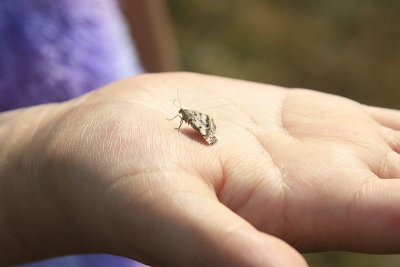A moth (identification needed)