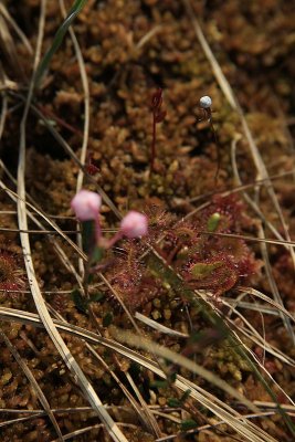 Bog Rosemary