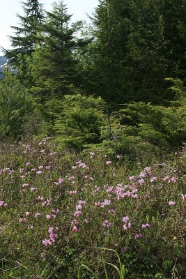 Mass of Bog Laurels