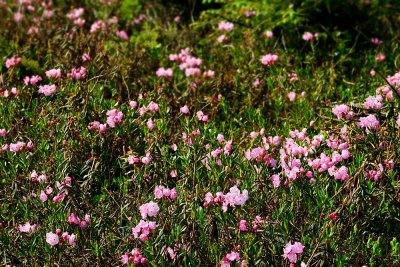 Mass of Bog Laurels