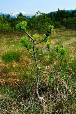 Shore Pine, aka Lodgepole Pine