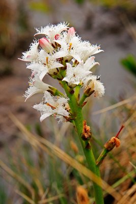 Buckbean Blossom