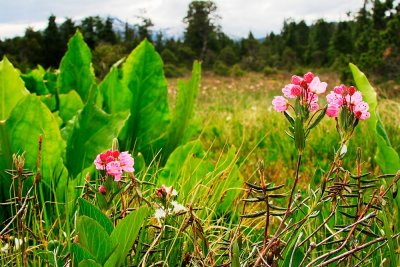 Bog Laurel and Skunk Cabbage