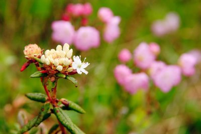 Labrador Tea - Bog Laurels in background