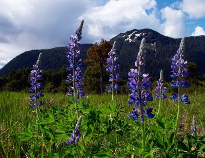 Lupine and Petersburg Mountain