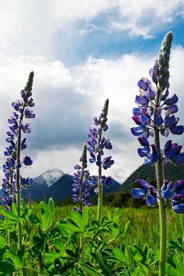 Lupine and Bear Claw Mountain