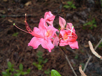 'Watermelon Pink' *