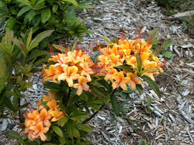 'Gable's Yellow'