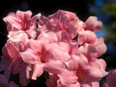 'Pink Cloud'...