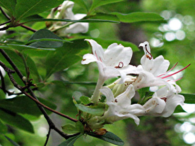 arborescens