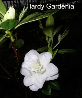 'Hardy Gardenia'