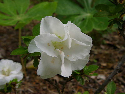 'White Rosebud' (witches broom)