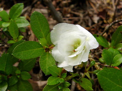 'White Rosebud' (witches broom)