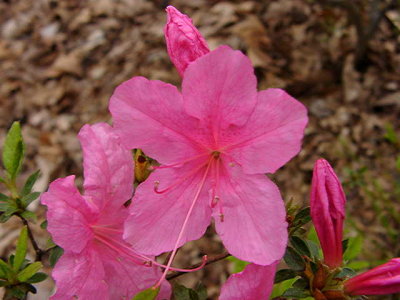 'Texas Pink'