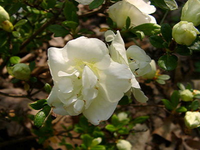 'Hardy Gardenia'