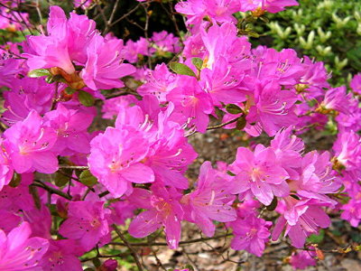 'Oouchiyama'