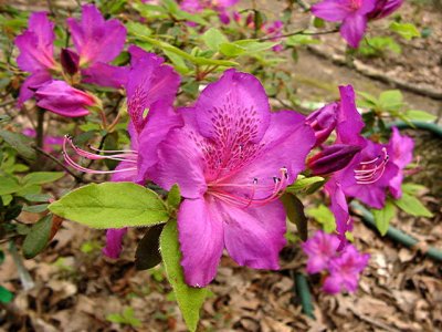 'Holly Springs Neptune'...