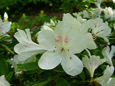 'Nuccio's Mount Baldy'