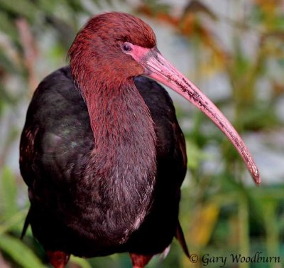 Birds Ibis