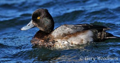 IMG_6276.jpg