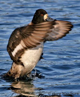 Birds Lesser Scaups