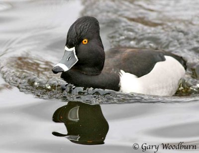 Birds Ring-Necked Duck