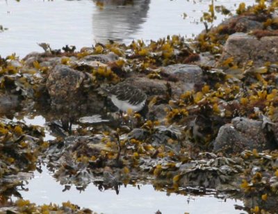 Birds Sandpipers/Shorebirds