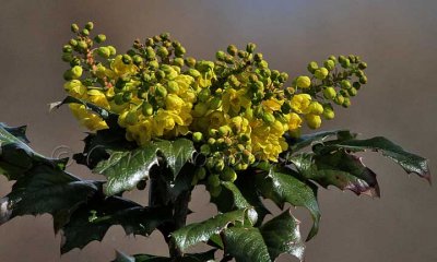 IMG_2730.jpg