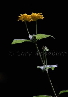 IMG_9352.jpg