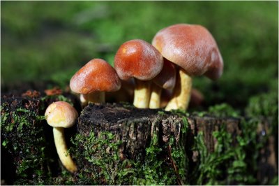 *** Mushrooms ***