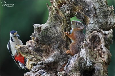Hide and seek :)
