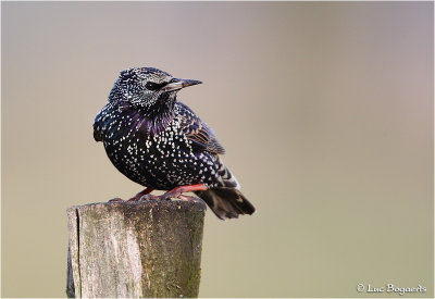 Starling / Spreeuw