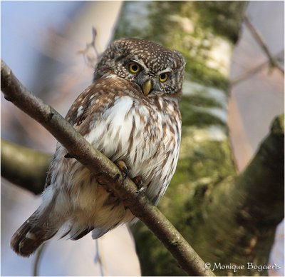 Dwerguil / Pygmy Owl