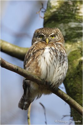 Dwerguil / Pygmy Owl